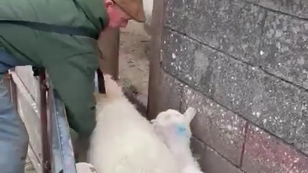 Quick and Easy Sheep and Lamb Sorting