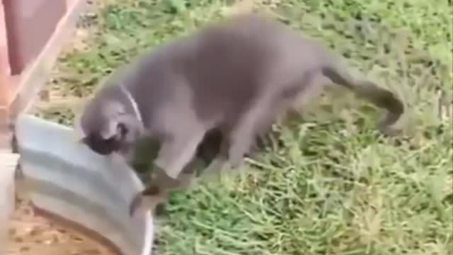 Funniest Cats - Don't try to hold back Laughter Funny Cats Life Funniest Animals home video 2021