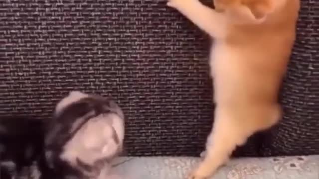 Funny videos adorable kittens