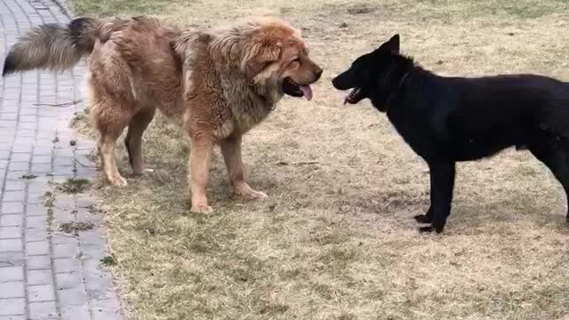 battle of the Tibetan mastiff and the husky