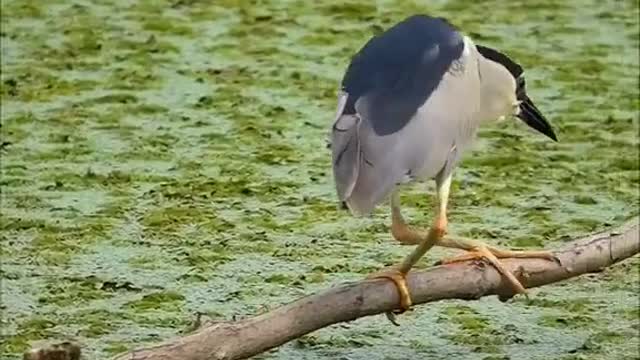 This little bird is a very good hunter