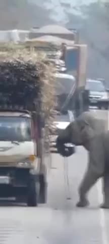 Gajah minta makan dengan pemandu lori