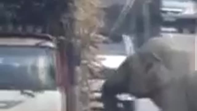 Gajah minta makan dengan pemandu lori