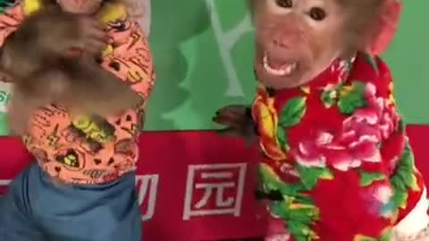 Funny video