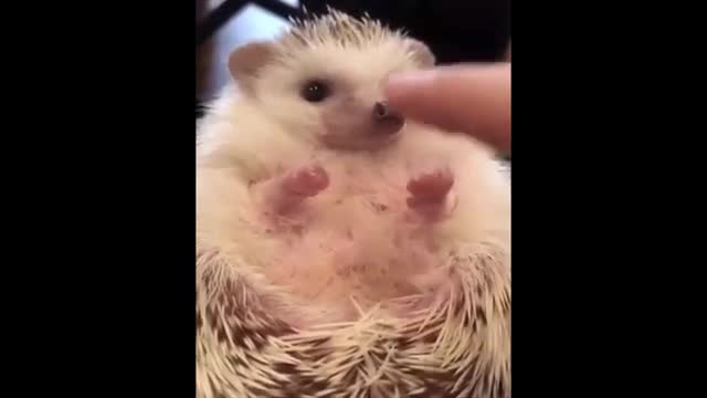 OMG Animals SOO Cute! AWW Cute baby animals Videos Compilation