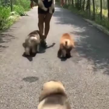 Time for wich out dogs puppies cute