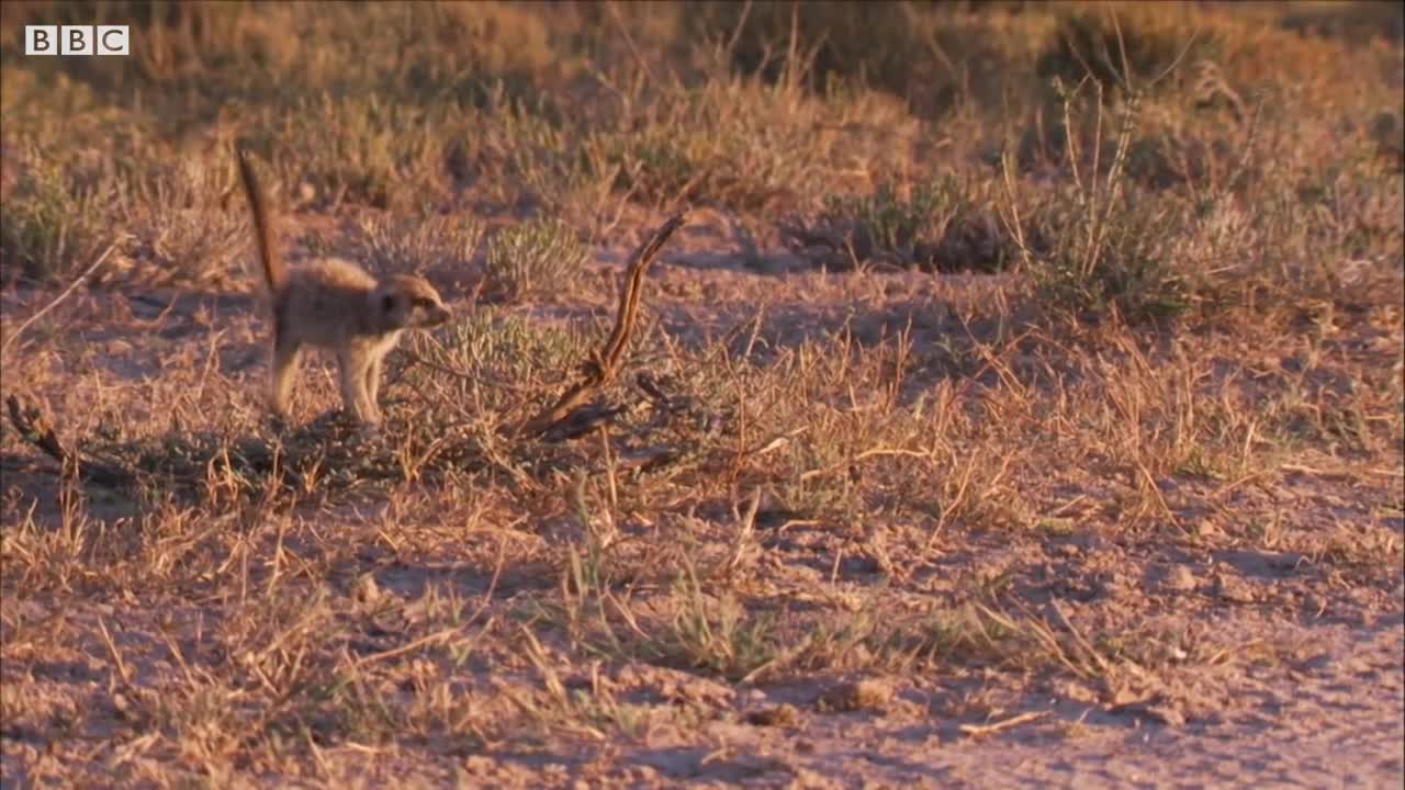 Thief Tries to Steal from Baby Meerkat | BBC Earth