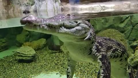 Alligator in the aquarium