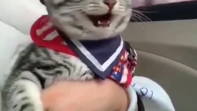 cute animals