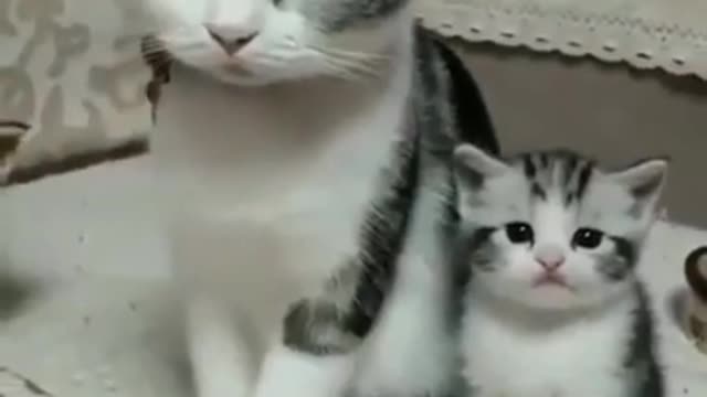 Why cute Kitten's mom angry of her?