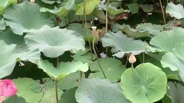 The lotus is already blooming