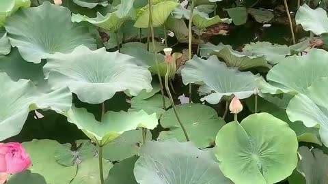 The lotus is already blooming