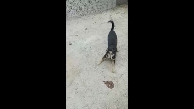 Dancing Dog Celebrating Her Kennel