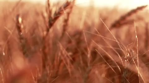 Wheat Field