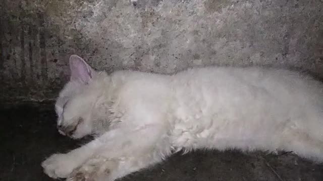 Cute Cat Sleeping Video | Kingdom Of Awais