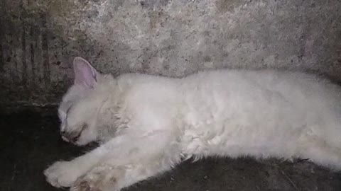 Cute Cat Sleeping Video | Kingdom Of Awais