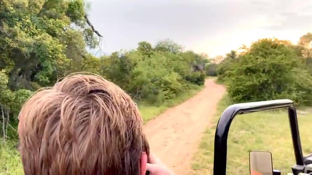 Elephant safari