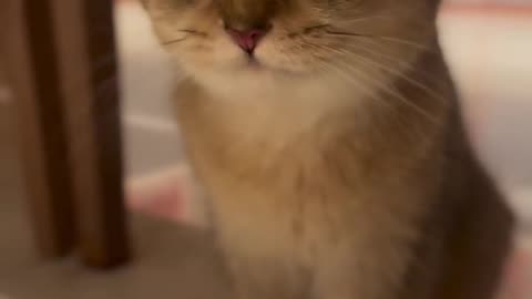The kitten meows and chatters