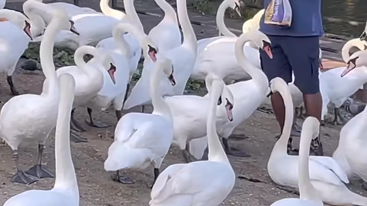 Hungry Swans Feasting!