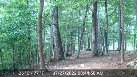 The Woods - 07/27/2022