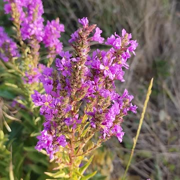 Lythrum salicaria