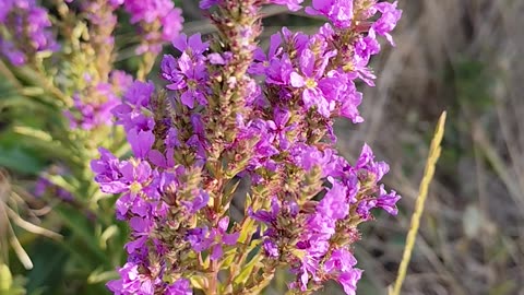 Lythrum salicaria