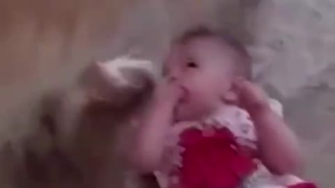 Baby Dogs - Cute and Funny Dog Puppies