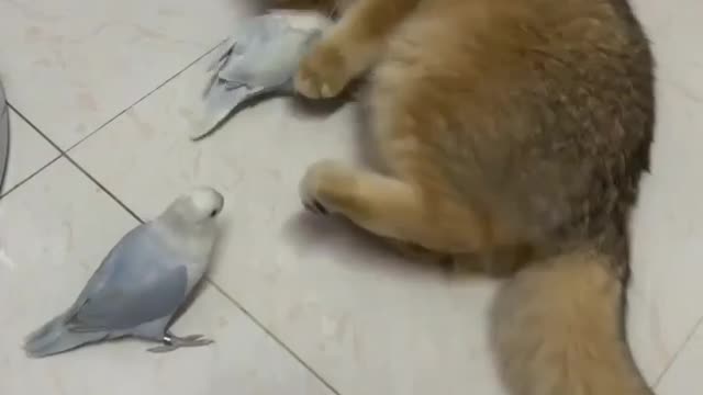 Funny Cat Playing With Bird