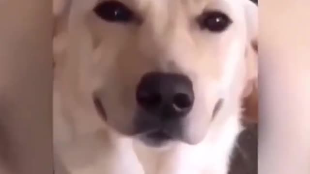 Best Funny Acts by Dogs and Cats | Latest Funny Pets Compilation 2022