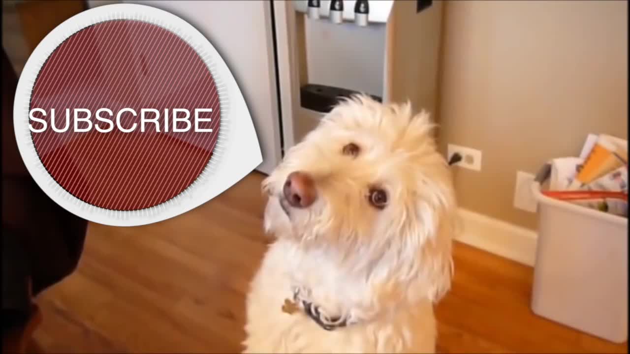 Dogs actions