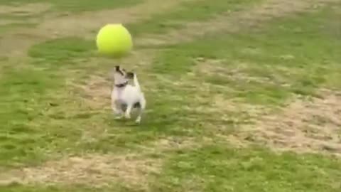 Dogs is the best