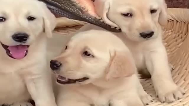 Funny dogs best compilation ever 2021