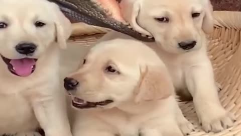 Funny dogs best compilation ever 2021