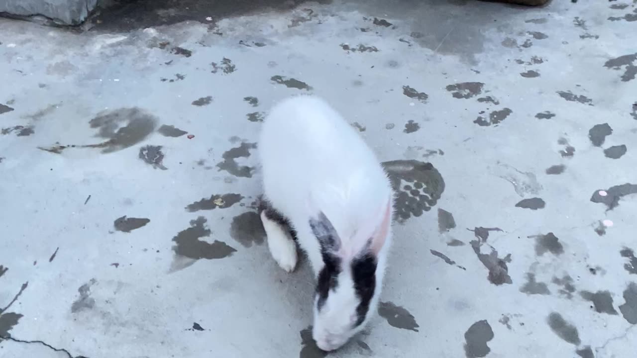 Rabbit cute video