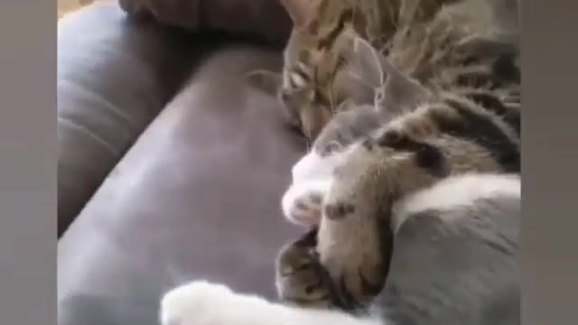 Very funny video #4 - A family couple of cats hugging and sleeping together