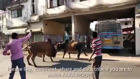 Bull fight on open road recent.