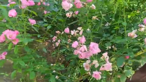 Flowers grow around the pavilion