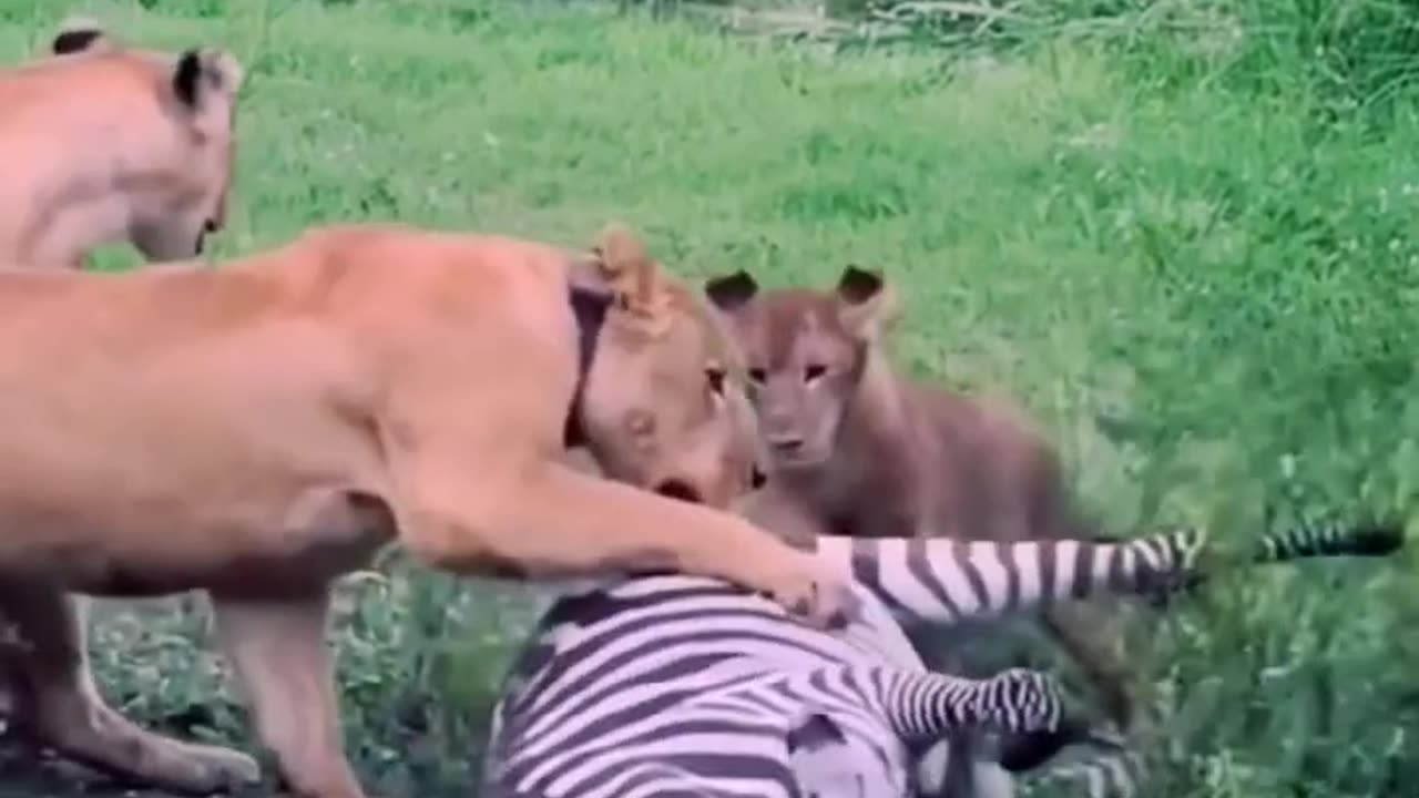 3 puma are hunting to zebra-Yt short video-Yt video 2024.