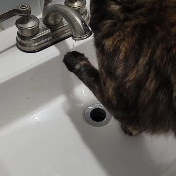 Boots watches the water