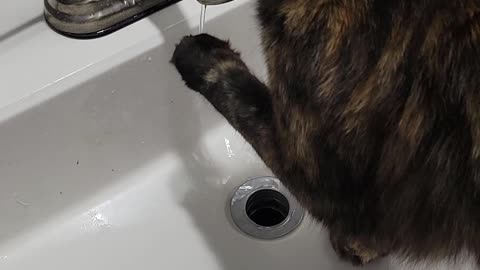 Boots watches the water