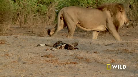 Uprising: Lion King Slayers | Bloody Wars in the Pride (Full Episode) | Savage Kingdom