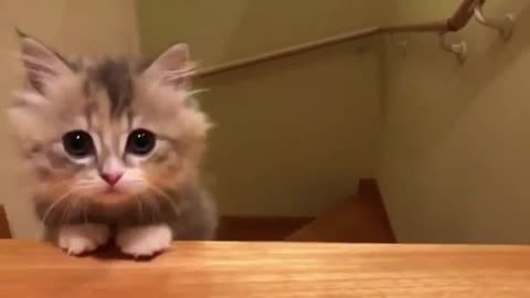 kitten climbing stairs