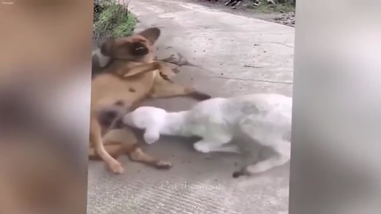 This is why everyone should have a cat 😻 Funniest animals 2024