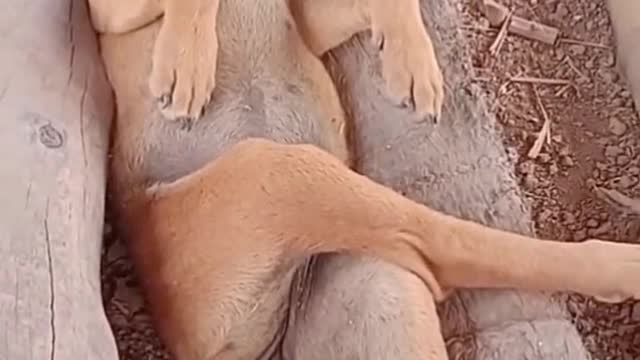 Sleeping dog.