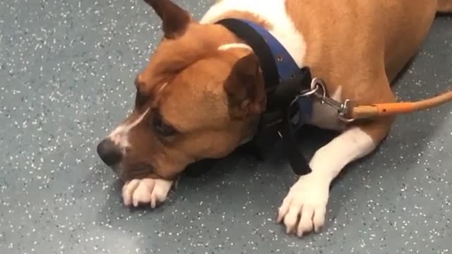 Cute dog tripping on Barcelona´s Metro