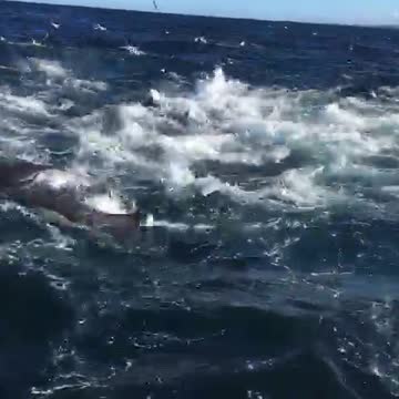 KZN sardine activity_2