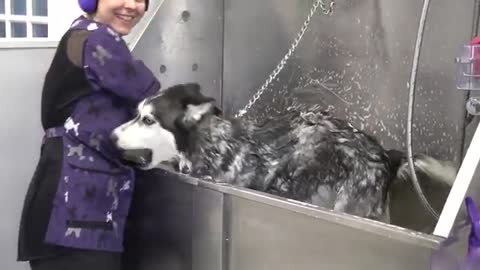 Lunatic Husky swears at me her whole groom