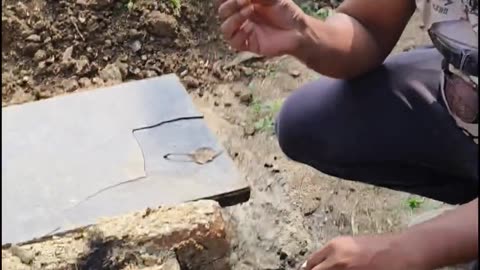 MORPHEUS Magic Chicken