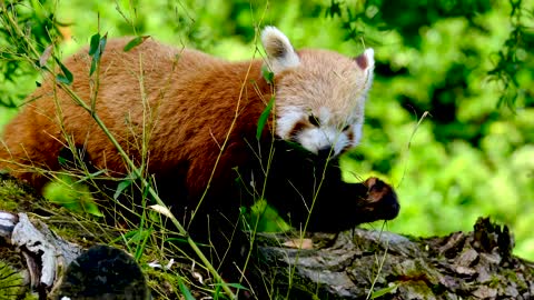 Panda Red Panda Animal Cute Furry Leaf Wolf Down