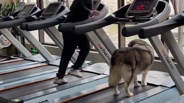 Workout in gym(DOG)